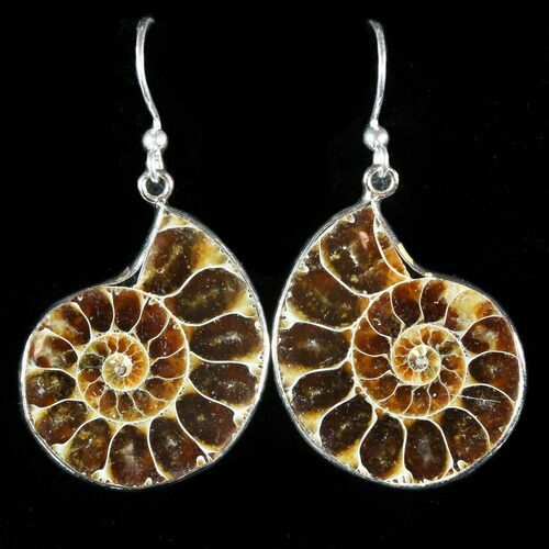 Fossil Ammonite Earrings - Million Years Old #48827